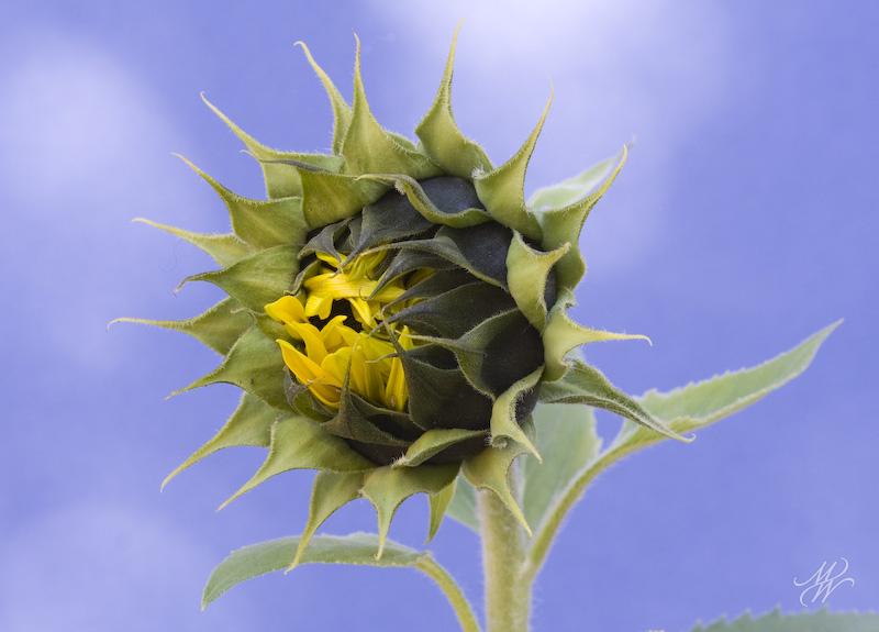 Sunflower-3948.jpg