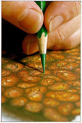 Chris uses aquarelle pencils to lay strong, dry pigments