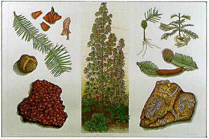 "Wollemi Pine" by Christine Payne