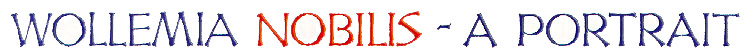 Wollemia nobilis - A Portrait